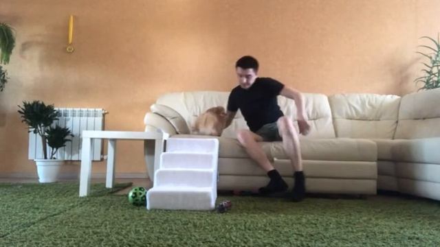 Лесенки для собак прикроватные смотреть онлайн