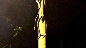 Проклятая обезьяна - Ужасы Ssskinwalker | Creepypasta & Unnerving images | Ужасы и страшные истории