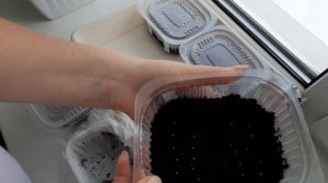 Петуния / Петуния из семян