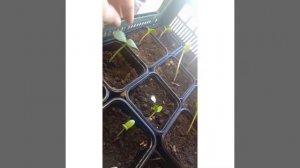 Взошли огурцы, что дальше?!