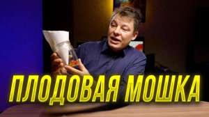 Плодовая мошка заполонила весь дом, как ее уничтожить без применения химии