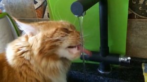 Кот пьет (воду) под музыку танго