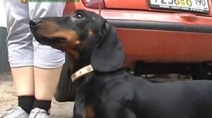 Хочу домой ч.12 - Жизнь после приюта. Такса