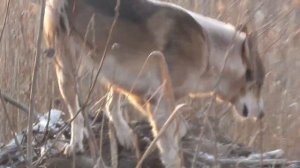 Охота на бобра. Взят крупный бобр