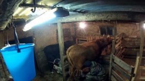 Доим корову // Тяжело ли доить корову первый раз // Жизнь в деревне