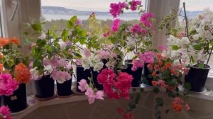 Бугенвиллия сорта Bois des roses