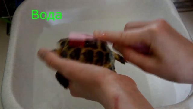 Как и чем нужно мыть среднеазиатскую черепаху?