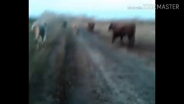 Выпас коров/ сильный ветер/целый день на улице