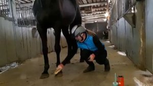 Уход за лошадью после тренировки