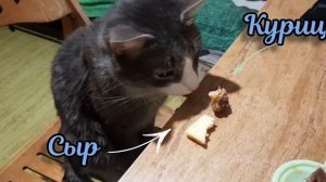 Самый лучший проверяющий 2022 (кот веган) _ The best checker 2022 (vegetarian cat)