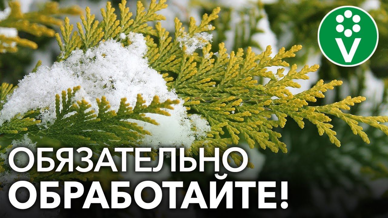 Этот раствор СПАСЕТ РАСТЕНИЯ от опасного весеннего солнца