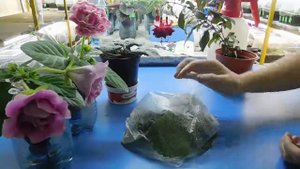 КАК УКОРЕНИТЬ ЛИСТЫ ФИАЛОК В ПАКЕТЕ !