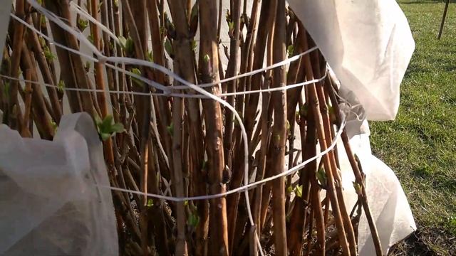 КРУПНОЛИСТНАЯ ГОРТЕНЗИЯ ПОСЛЕ ЗИМЫ смотреть онлайн