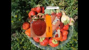 ТОП-5 ВЫСОКОУРОЖАЙНЫХ СОРТОВ КЛУБНИКИ С ВКУСНОЙ ЯГОДОЙ И ПОЧЕМУ Я ИХ УДАЛИЛА ?