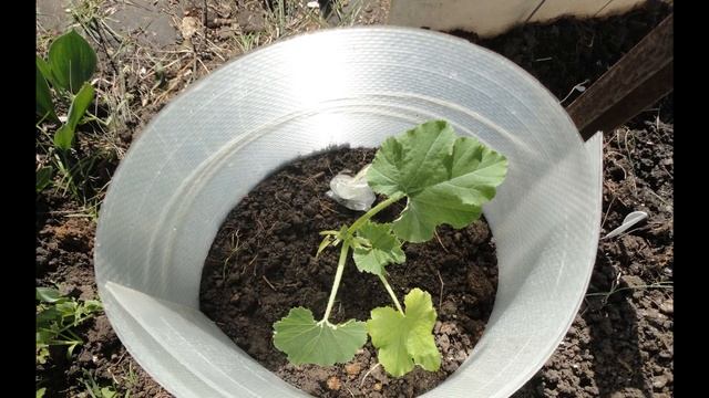 Парничок для ранних кабачков смотреть онлайн