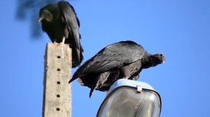Почему Ленина нельзя выносить из Мавзолея: САМЫЕ СТРАШНЫЕ ПРОРОЧЕСТВА