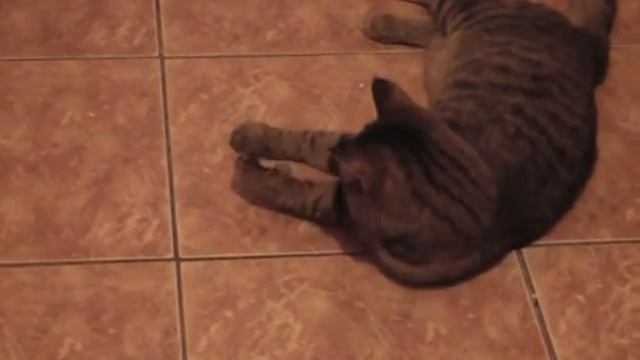 Cat & olive / котик и оливка смотреть онлайн