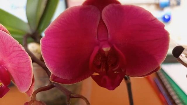 01.03.2023г. ОРХИДЕЯ МЕНЯЕТ ЦВЕТ СВОЕГО ЦВЕТКА ПОСЛЕ ОПЫЛЕНИЯ))) смотреть онлайн