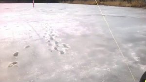 Вторая часть, Нельма