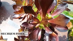 Эксперимент с цитокининовой пастой: Результат!