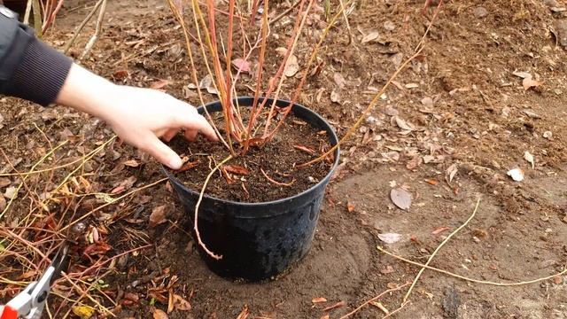 Обрезка и посадка голубики из контейнеров осенью