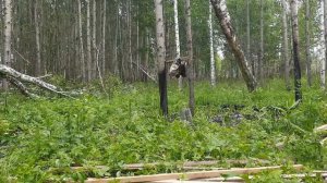 Доделываю Бобровую Избу Один В Лесу. Попал Под Ливень.