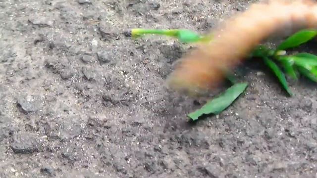 ОГРОМНАЯ ГУСЕНИЦА ? макросъёмка насекомых в FullHD смотреть онлайн