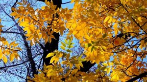 Желтые Осенние Листья на Фоне Синего Неба. Осенние Футажи. Красивая Осень. Футажи для видеомонтажа