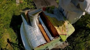 Залетел рой в пустой улей .Что делать? Вот так сюрприз!!!