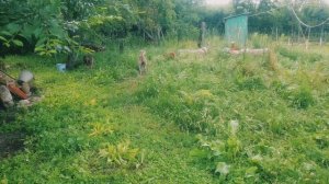 Катумские ярочки на новом выпасе.