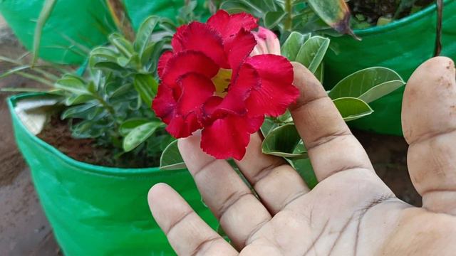 SEEDGROWN MULTIPLE PETAL ADENIUM/ RAINY SEASON REPOT TECHNIQ /HOW TO SAVE ADENIUM IN RAINY SEASON