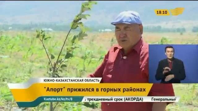 Алматинский «Апорт» прижился в горных районах ЮКО