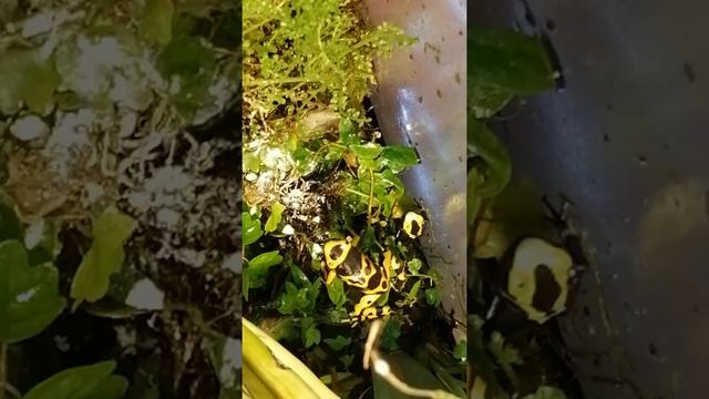 Как едят древолазы. смотреть онлайн