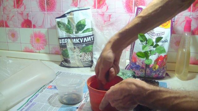 Роза из черенка. Пересадка укорененного черенка.Микроклимат для розы. смотреть онлайн