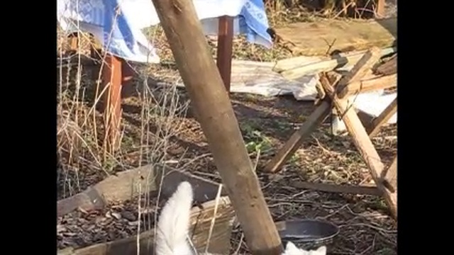 видеоприкол