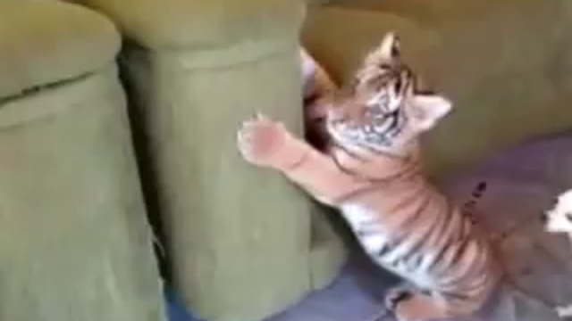 Играй пока молодой...