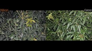 Canon vs Nikon ll Canon 1000d vs Nikon d90 (Photography)