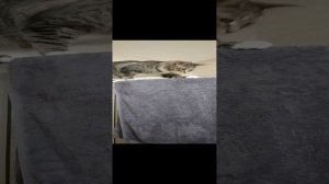 вот ты счастье я тону