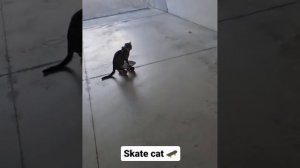 skate cat