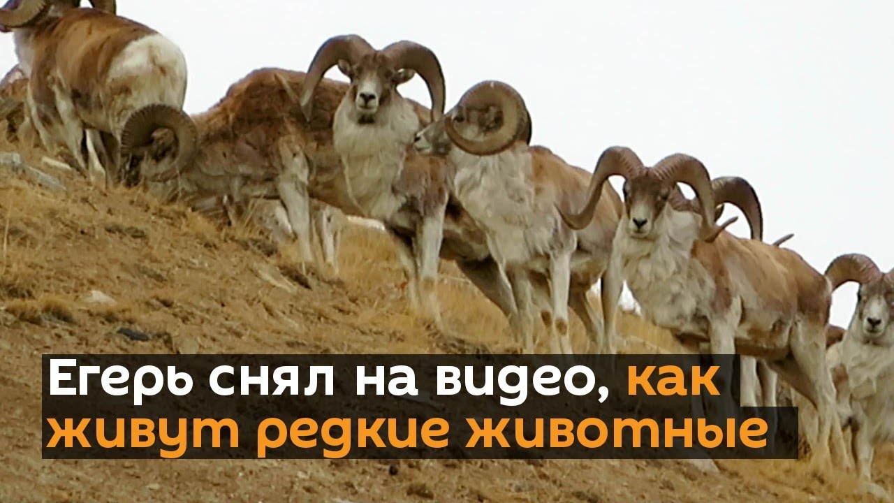 Дикие горы Иссык-Куля — егерь снял на видео, как живут редкие животные