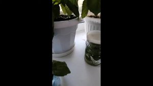 Как размножить Пахистахис.