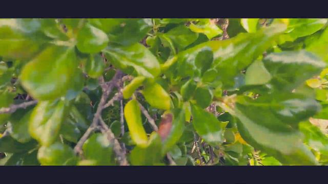 Clematis vitalba, An Invasive Plant Species смотреть онлайн