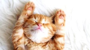 МОДУЛЬ 1. ОСНОВЫ ВИДЕОМОНТАЖА.Урок 3. Техника «Плавное приближение».