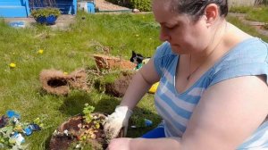 Making up hanging baskets