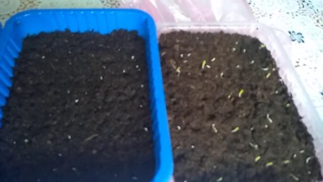 Всходы лука эксибишен. смотреть онлайн