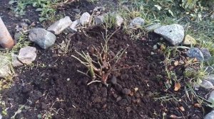 Готовим розы к зиме -  быстрый  , надежный и эффективный способ#сад #розы