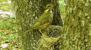 Гнездо дрозда-белобровика  ( Turdus iliacus )