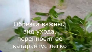 Катарантус ампельный уход в феврале и обрезка  #комнатныерастения#комнатныецветы#катаранту#ютуб