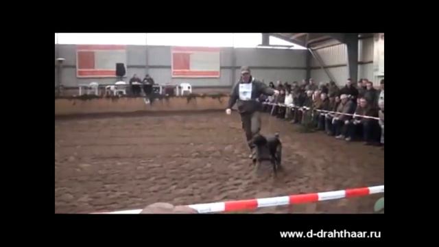 Племенные кобели породы дойч дратхаар Бавария 2015 смотреть онлайн