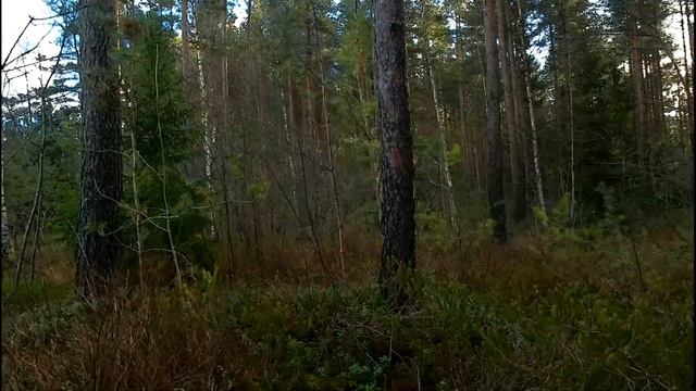 Прогулка по лесу 12 11 2021 года Все таки решил посмотреть грибы смотреть онлайн